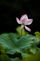 Hoa sen, lotus, hoa, màu hồng, hoa nở, thực vật, pink, flower, pink flower- YangGuangWu