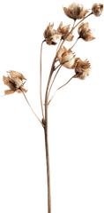 Hoa, flower, hoa khô,  dried flowers, cổ điển, vintages 4