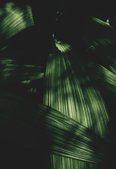Lá cây, lá, bụi cây, tối, leaves, dark, bush- Alpz