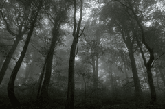 Rừng, rừng cây, cây, u ám, forest, trees, gloomy, dark- Andriy Nestruiev