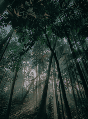 Rừng, rừng cây, cây, u ám, forest, trees, gloomy, dark- Antor Chowdhury