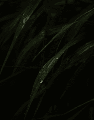 Lá cây, lá, bụi cây, tối, leaves, dark, bush- Aynur Latfullin