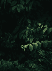 Lá cây, lá, bụi cây, tối, leaves, dark, bush- Cedé Joey