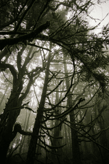 Rừng, rừng cây, cây, u ám, forest, trees, gloomy, dark- chickenbunny