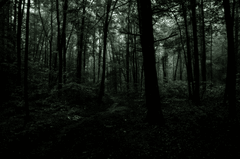 Rừng, rừng cây, cây, u ám, forest, trees, gloomy, dark- Connor McManus 1