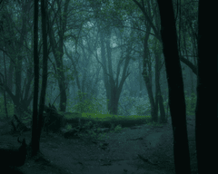 Rừng, rừng cây, cây, u ám, forest, trees, gloomy, dark- Diego Benjamín