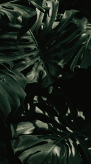 Lá cây, lá, bụi cây, tối, leaves, dark, bush-Douglas Mendes
