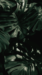 Lá cây, lá, bụi cây, tối, leaves, dark, bush-Douglas Mendes 1