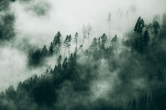 Rừng, sương mù, rừng cây, cây, u ám, forest, fog, trees, gloomy, dark-eberhard grossgasteiger 5