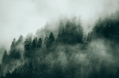 Rừng, sương mù, rừng cây, cây, u ám, forest, fog, trees, gloomy, dark-eberhard grossgasteiger 8