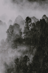Rừng, sương mù, rừng cây, cây, u ám, forest, fog, trees, gloomy, dark-eberhard grossgasteiger 3