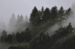 Rừng, sương mù, rừng cây, cây, u ám, forest, fog, trees, gloomy, dark-eberhard grossgasteiger 4