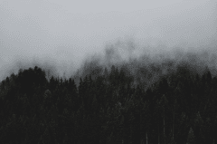 Rừng, sương mù, rừng cây, cây, u ám, forest, fog, trees, gloomy, dark-eberhard grossgasteiger
