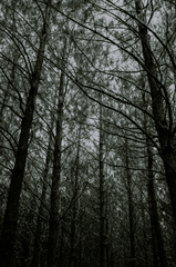 Rừng, rừng cây, cây, u ám, forest, trees, gloomy, dark-Ella