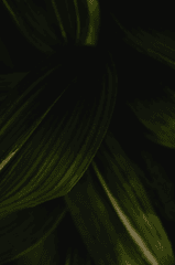 Lá cây, lá, bụi cây, tối, leaves, dark, bush-Eva Bronzini 2