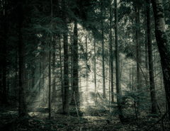 Rừng, rừng cây, cây, u ám, forest, trees, gloomy, dark-Lukas Hartmann