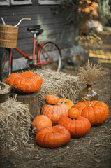 Bí đỏ, bí ngô, pumpkin, halloween, lễ hội hóa trang, lễ hội ma quái, festival - Monstera