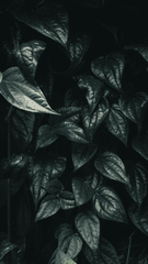 Lá cây, lá, bụi cây, tối, leaves, dark, bush- Mustafa Aqmal Syahputra