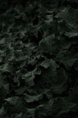 Lá cây, lá, bụi cây, tối, leaves, dark, bush-PB's Photography