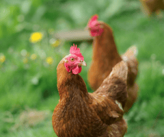 Gia cầm, gà trống, đồng cỏ, mào đỏ, nông trại, poultry, rooster, pasture, red comb, farm  - Samer Daboul 4