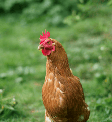 Gia cầm, gà trống, đồng cỏ, mào đỏ, nông trại, poultry, rooster, pasture, red comb, farm  - Samer Daboul 2