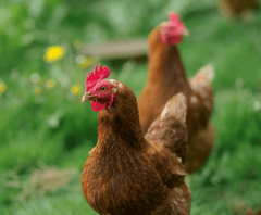 Gia cầm, gà trống, đồng cỏ, mào đỏ, nông trại, poultry, rooster, pasture, red comb, farm  - Samer Daboul 5