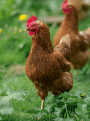 Gia cầm, gà trống, đồng cỏ, mào đỏ, nông trại, poultry, rooster, pasture, red comb, farm  - Samer Daboul