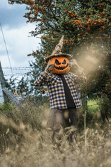 Halloween, hóa trang , kinh dị, hóa trang bí đỏ, bù nhìn, lễ hội hóa trang, costume, horror, pumpkin costume, scarecrow, carnival - Juan Felipe Ramírez 28