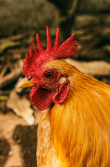 Gia cầm, gà trống, đồng cỏ, mào đỏ, nông trại, poultry, rooster, pasture, red comb, farm  - Samer Daboul 8