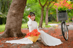 Thiếu nữ, cô gái, áo dài, truyền thống, hoa phượng, young lady, girl, ao dai, tradition, royal poinciana flower- Phát trương 2
