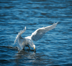 Cò trắng, sải cánh, mặt nước, săn mồi, bay lượn, thiên nhiên, white stork, wingspan, water surface, hunting, flying, nature - Robert So