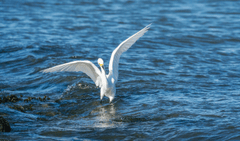 Cò trắng, sải cánh, mặt nước, săn mồi, bay lượn, thiên nhiên, white stork, wingspan, water surface, hunting, flying, nature - Robert So 7