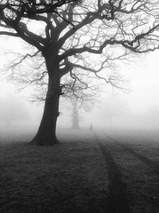 Rừng, sương mù, rừng cây, cây, u ám, forest, fog, trees, gloomy, dark-Pixabay 1