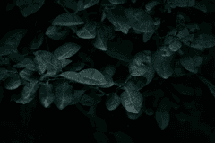 Lá cây, lá, bụi cây, tối, leaves, dark, bush-pratik prasad