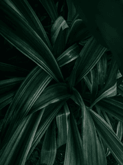 Lá cây, lá, bụi cây, tối, leaves, dark, bush-Prithiviraj