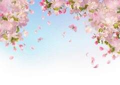 Hoa anh đào, hoa đào, anh đào, cherry blossom, hoa, flower, mùa xuân, spring