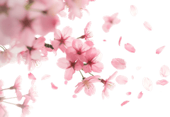 Hoa anh đào, hoa đào, anh đào, cherry blossom, hoa, flower, mùa xuân, spring 2