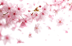 Hoa anh đào, hoa đào, anh đào, cherry blossom, hoa, flower, mùa xuân, spring 1
