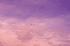 Mây, trời, màu tím, màu hồng, nền, clouds, sky, purple, pink, background -Ricky Ikhtifar Prihantono