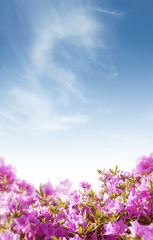Hoa giấy, chi hoa giấy, paper flower, hoa, flower, mây, cloud, bầu trời, sky, mùa xuân, spring 1