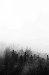 Rừng, sương mù, rừng cây, cây, u ám, forest, fog, trees, gloomy, dark-Vlad Bagacian