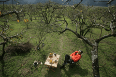 Cấm trại, khói, bàn ăn, rượu, trái cây, Camping, smoke, dining table, wine, fruit- xuanduongvan87 1