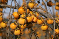 Trái hồng, trái cây, hồng giòn, Persimmon, fruit, crispy persimmon - xuanduongvan87
