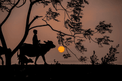 Con trâu, buffalo, bầu trời, hoàng hôn, cánh đồng, miền quê, sky, sunset, field, countryside- xuanduongvan87 1