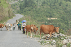 Bò, dê, cow, goat, miền núi, vùng cao, mountain, highland - MinhChuyen_1 1