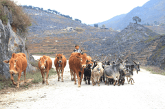 Bò, dê, cow, goat, miền núi, vùng cao, mountain, highland - MinhChuyen_1