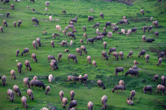 Đàn bò, cánh đồng, cows, field- xuanduongvan87