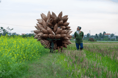Đan rổ, Thủ công mỹ nghệ, Basket weaving, Handicraft, Handiwork- xuanduongvan87Đan rổ, Thủ công mỹ nghệ, Basket weaving, Handicraft, Handiwork- xuanduongvan87 1