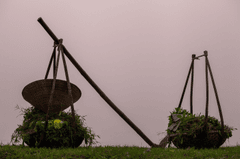 Cái đòn gánh, nón lá, bãi cỏ, shoulder pole,conical hat, grass- xuanduongvan87