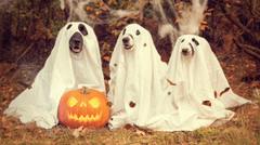 Halloween, con chó, dog, lễ lội hóa trang, lễ hội, festival, sự kiện, event, horrible -Fotoshautnah